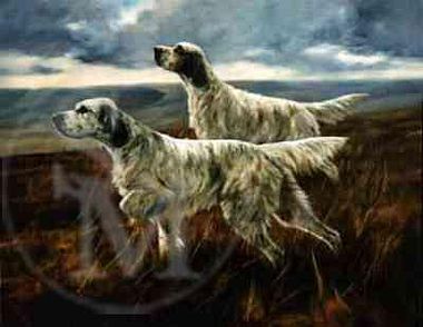 English Setters