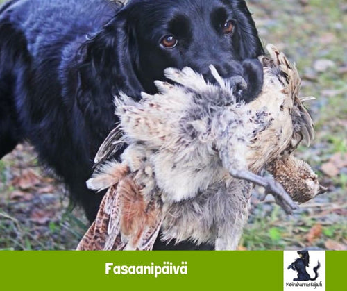 Fasaanipäivä Hauholla 1.10.2023