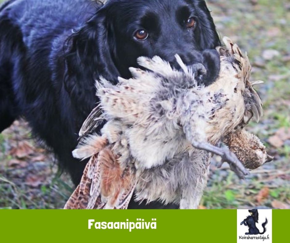 Fasaanipäivä Hauholla 1.10.2023