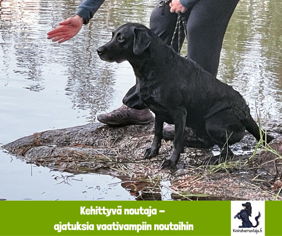 Kehittyvä noutaja -  ajatuksia vaativampiin noutoihin
