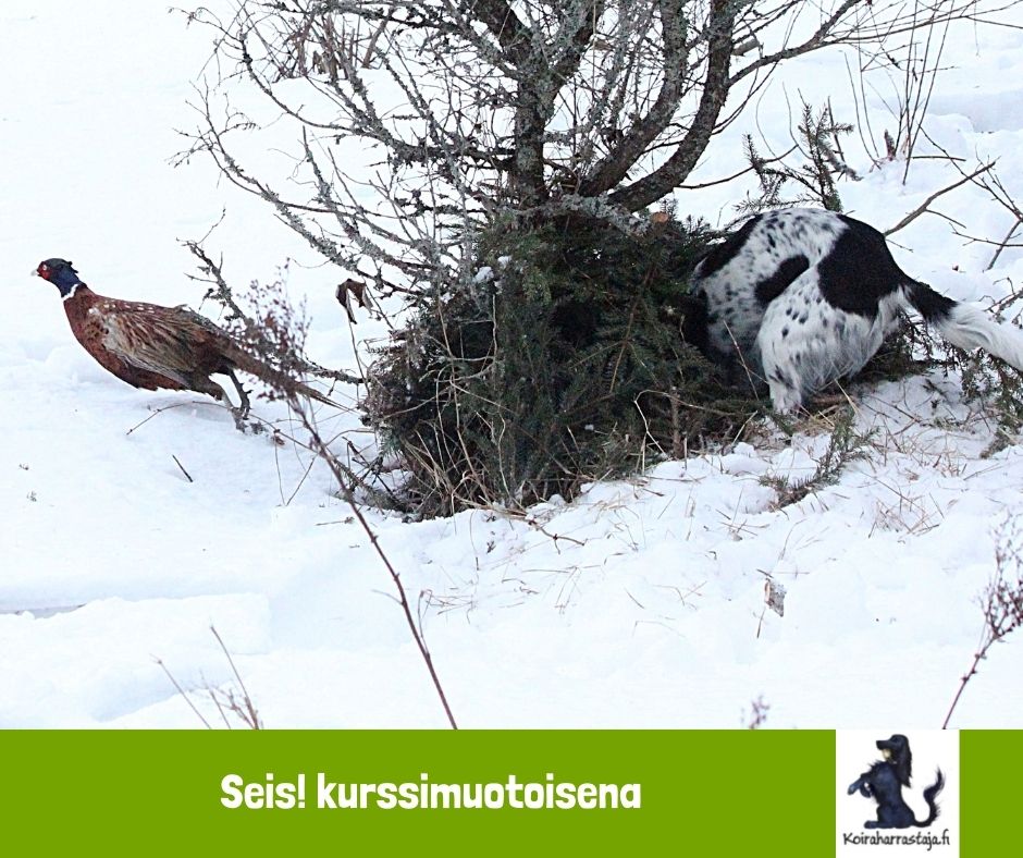 Sluta! (Kursformat)