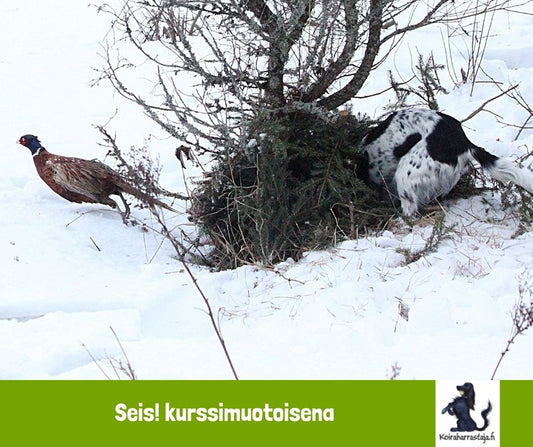 Seis! (Kurssimuotoinen)