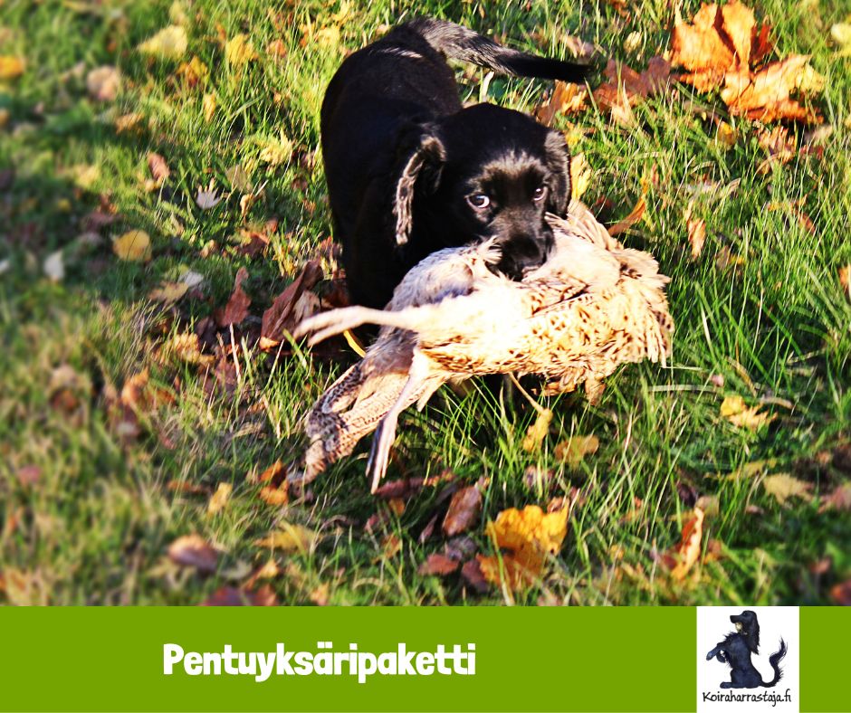 Pentuyksäripaketti