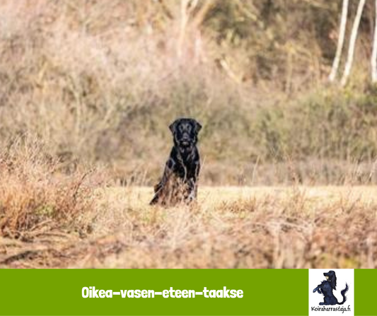 Oikea-vasen-eteen-taakse