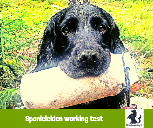 Spanieleiden working test