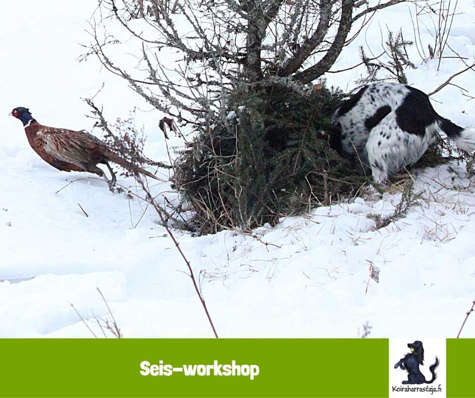 Seis! workshop 12.1.2025