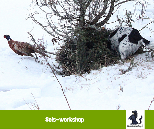 Seis! workshop 12.1.2025
