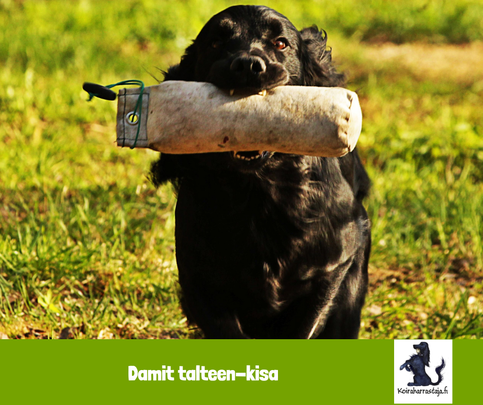 Damit talteen-kisa