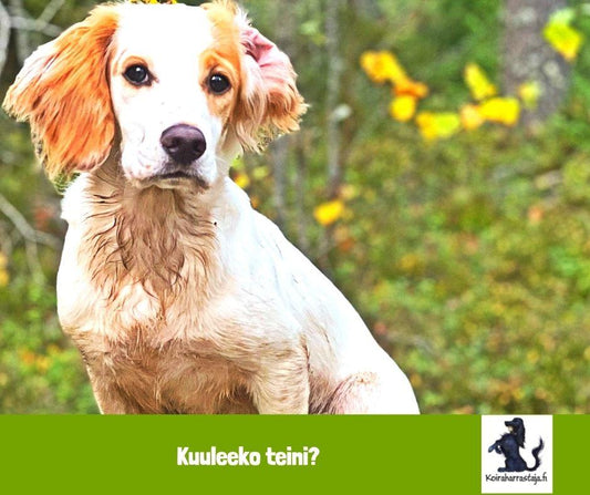 Kuuleeko teini?